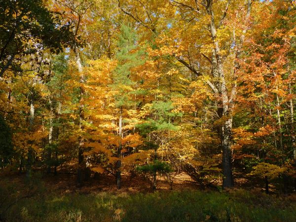 Sunlight in fall foliage