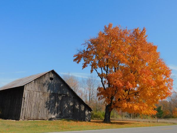 Fall tree and barn