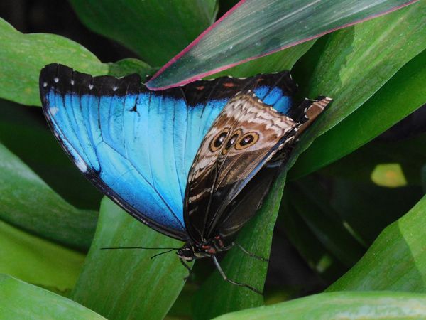 Blue morpho