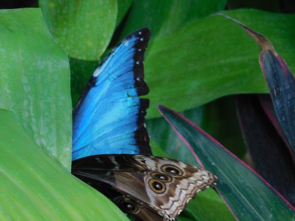 Blue Morpho both sides of wings