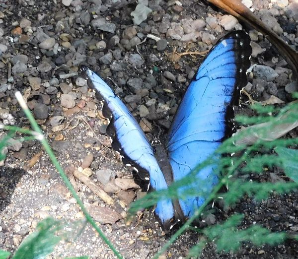 Blue Morpho wings open