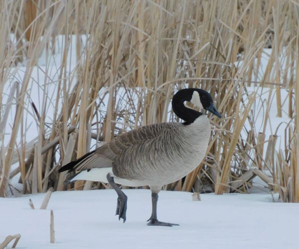 Canadian Goose