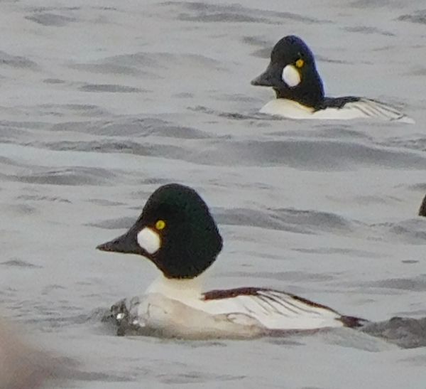 Common Goldeneye