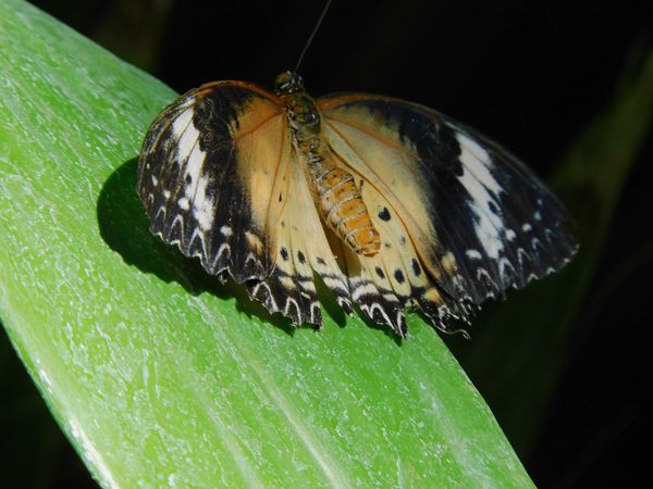 Red Lacewing