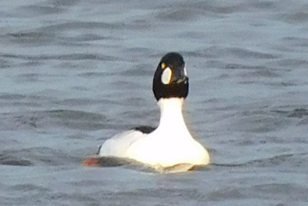 Front facing Common Goldeneye