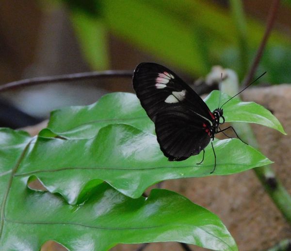 Doris Longwing