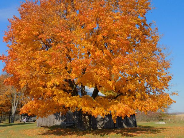 Fall tree in front of old barn
