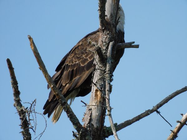 Eagle playing peek a boo