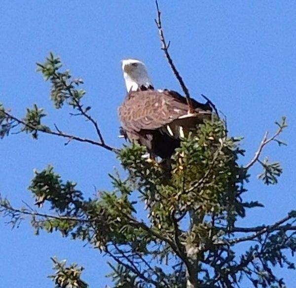 Bald eagle