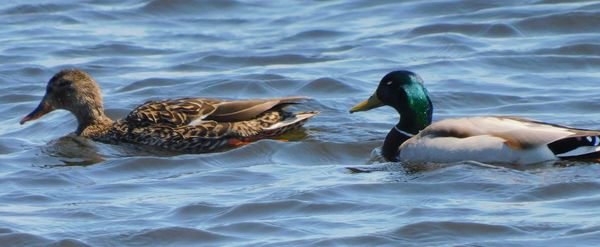 Pair of mallards