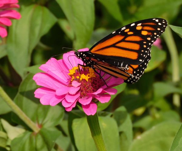 Monarch on a zinnia