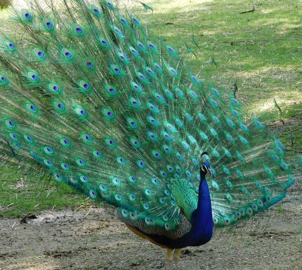 Peacock full display