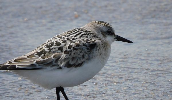 Sandpiper