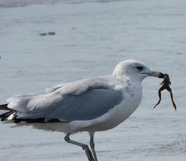 Seagull with frog