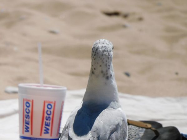 Sometimes you just need a large coke and the beach.