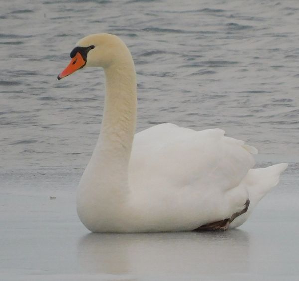 Swan on the ice