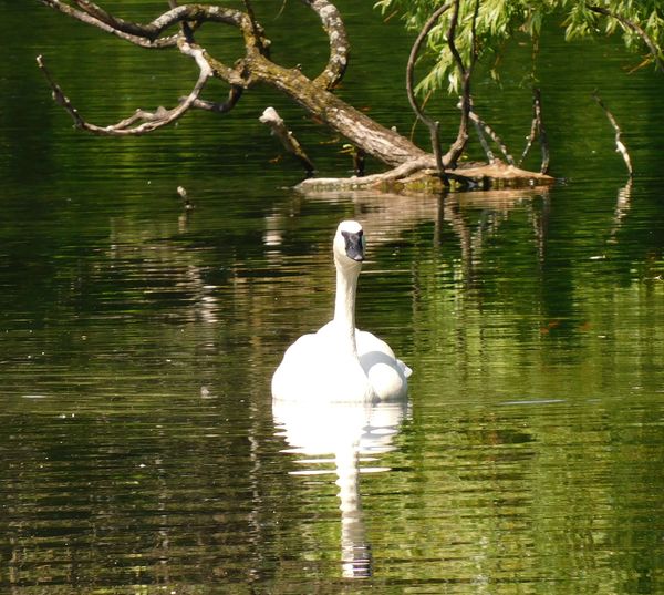 Trumpeter Swan