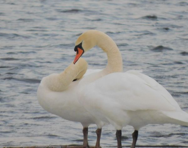 Pair of swans