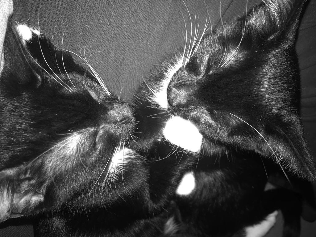 Our two Greek Tuxedo Cats (Smokin Gata), Mischievous Martin Patrick and Lady Lucy Ann.