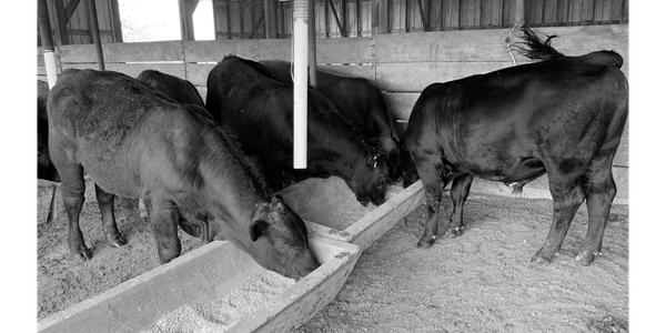 Home raised beef