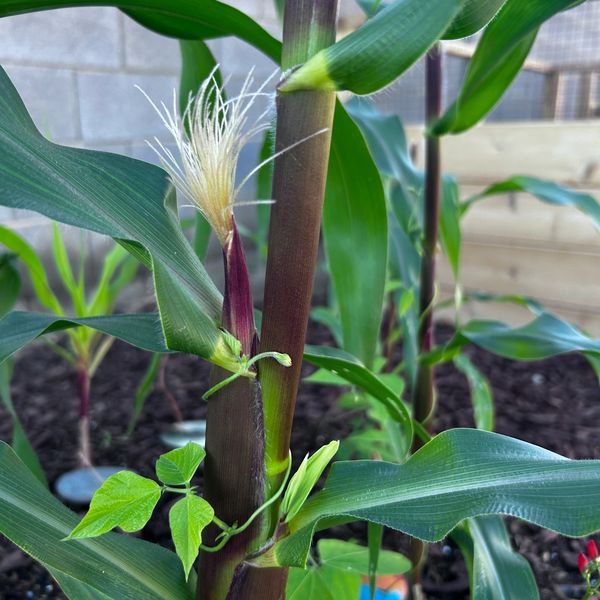 Sweet Corn Ears