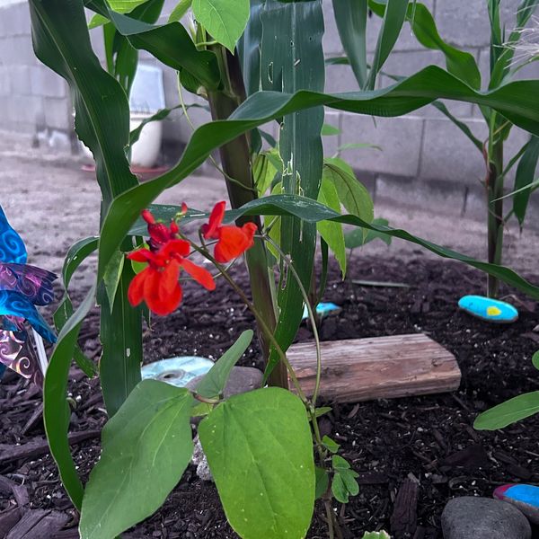 Scarlet Runner Bean