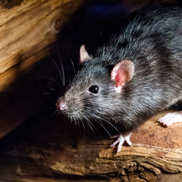 Rodent control and exclusion.