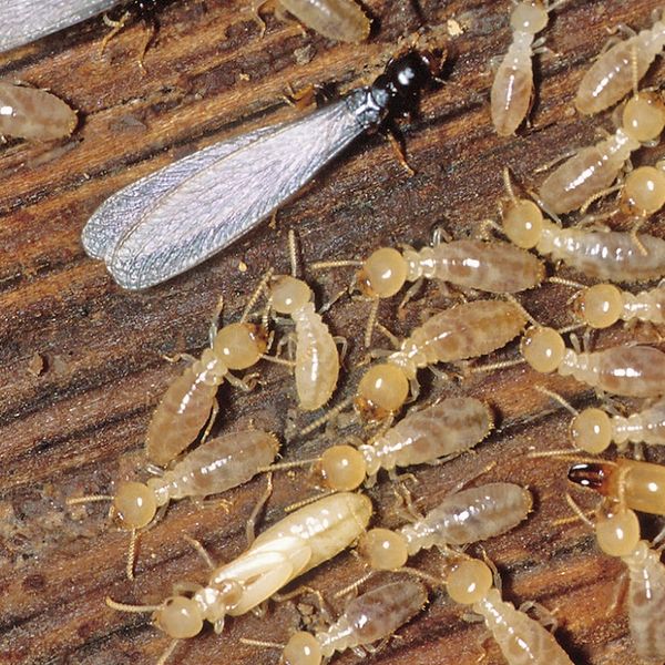 Termite inspection, control, treatment and prevention.