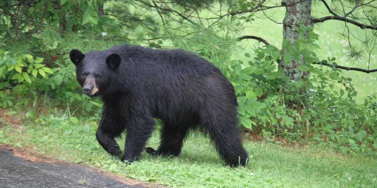 Cookie the Harriman State Park Black Bear