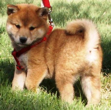 alt="available shiba inu dogs or puppies"
