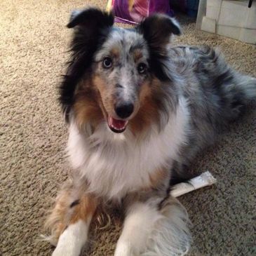 Meet Kya, our Shetland Sheepdog with a heart as big as her personality. From the moment she stepped 