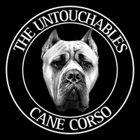 The Untouchables Cane Corso