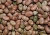 Fava Beans