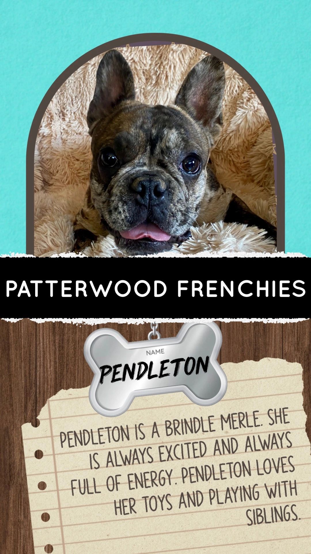 Patterwood French Bulldogs French Bulldogs Pets Frenchies