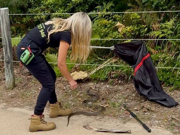 Woman capturing a snake near a fence with a snake bag.