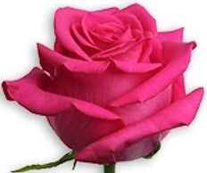 pink roses
Flower District NYC Wholesale Flowers Flower Supply Flower Market NYC