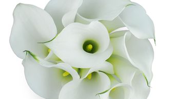 Flower District NYC
Wholesale Flowers 
Flower Supply
Flower Market NYC
Mini Calla Lily Aspen