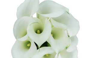 Flower District NYC
Wholesale Flowers 
Flower Supply
Flower Market NYC
Mini Calla Lily Crystal White