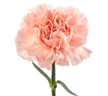 Doncel carnation