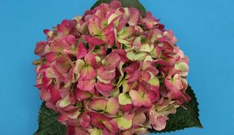 Flower District NYC Wholesale Flowers Flower Supply Flower Market NYC antique red hydrangea