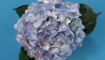 Flower District NYC Wholesale Flowers Flower Supply Flower Market NYC Blue Hydrangea 