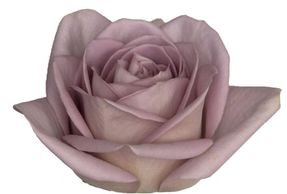 lavender roses amnesia
