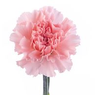 mizuki carnation