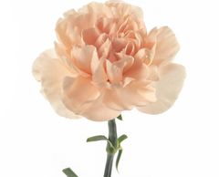 Novia carnation