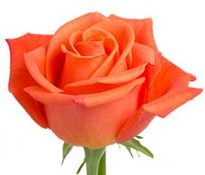 Orange Roses
Flower District NYC Wholesale Flowers Flower Supply Flower Market NYC