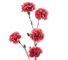 mini carnations