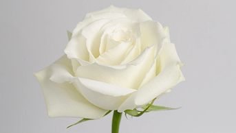 white roses  white dove