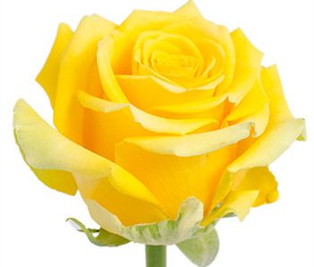 yellow roses high and exotic
