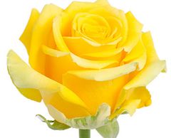 yellow roses
Flower District NYC Wholesale Flowers Flower Supply Flower Market NYC