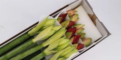 Flower District NYC Wholesale Flowers Flower Supply Flower Market NYC amaryllis 